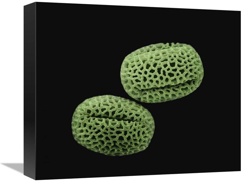 Olive (Olea europaea) pollen at 1400x magnification-Canvas Art-16x13.28