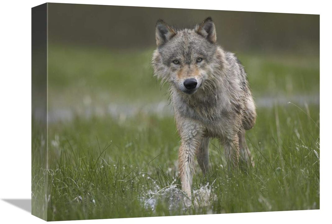 Gray Wolf walking through water, North America-Canvas Art-16x12