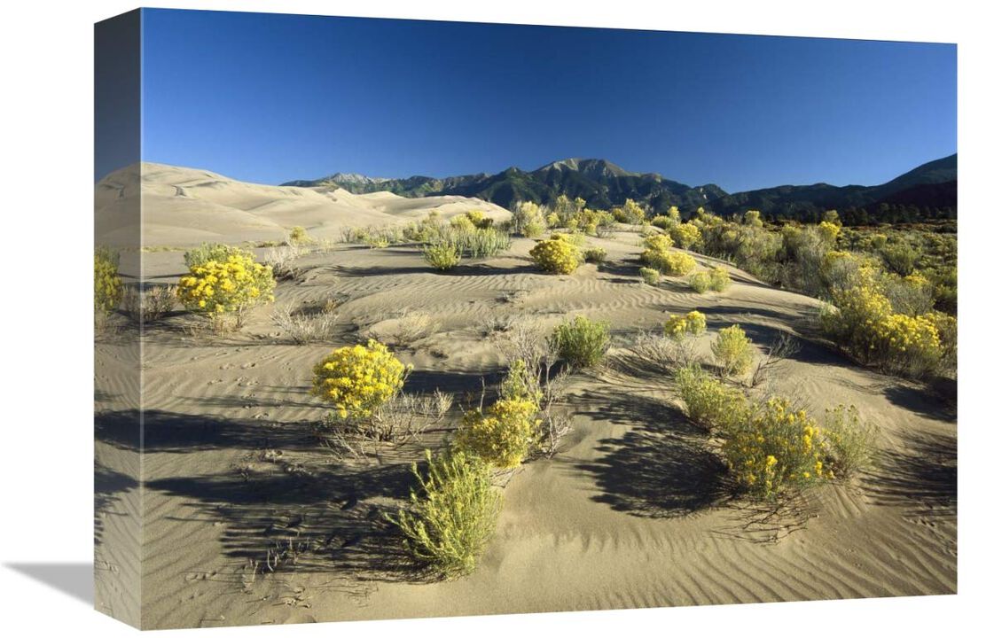 Flowering shrubs on the dune fields in front of the Sangre de Cristo Mountains, Great Sand Dunes National Monument, Colorado-Canvas Art-16x12