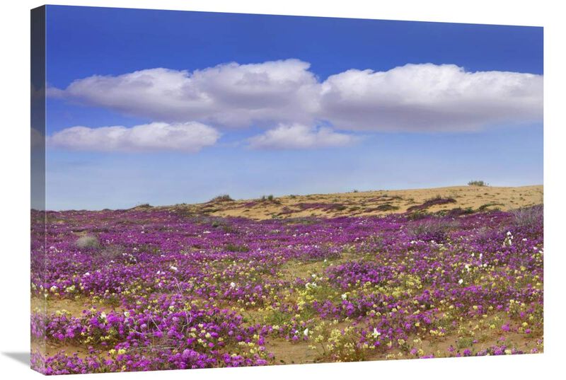 Sand Verbena carpeting the ground, Imperial Sand Dunes, California-Canvas Art-30x21.3