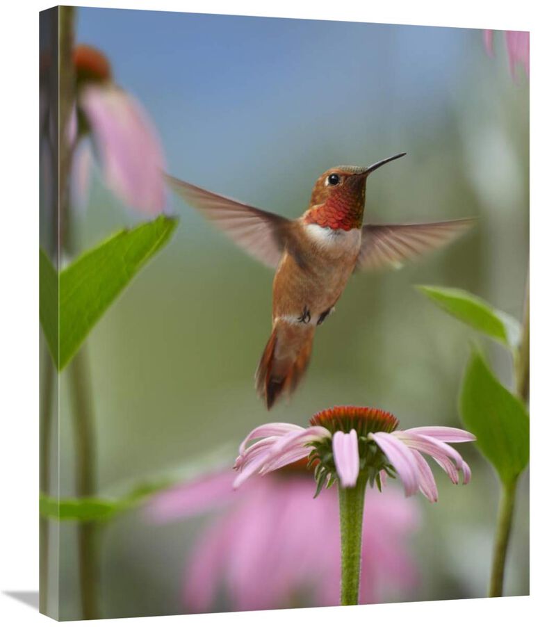 Rufous Hummingbird male feeding on flower nectar-Canvas Art-22x28