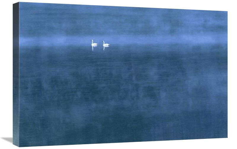 Trumpeter Swan pair on misty Elk Lake, Montana-Canvas Art-30x20