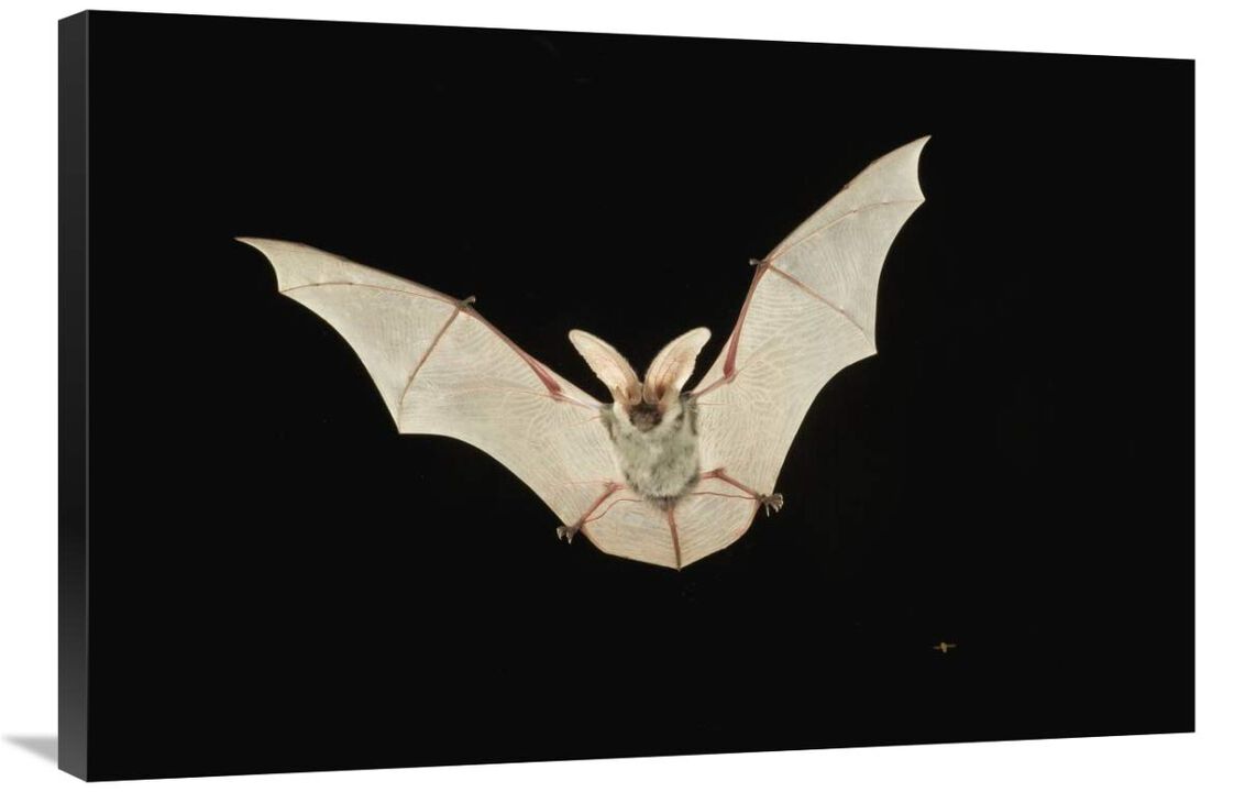 Spotted Bat flying at night near the edge of the Grand Canyon, Kaibab National Forest, Arizona-Canvas Art-36x24