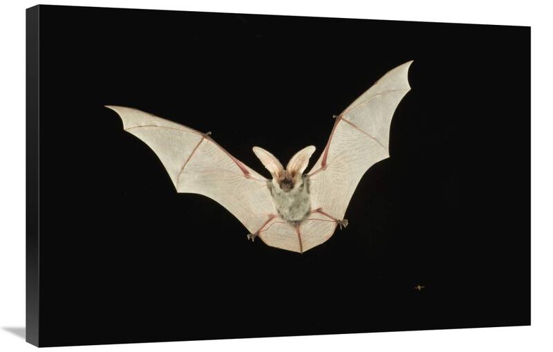 Spotted Bat flying at night near the edge of the Grand Canyon, Kaibab National Forest, Arizona-Canvas Art-36x24
