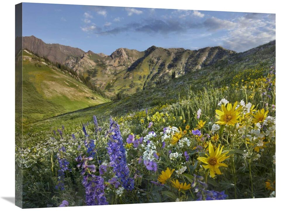 Larkspur and sunflowers, Albion Basin, Wasatch Range, Utah-Canvas Art-32x24