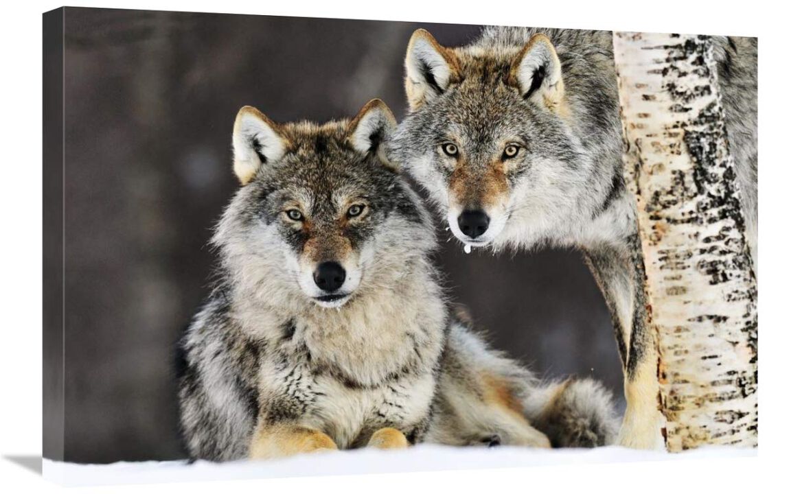 Gray Wolf pair in the snow, Norway-Canvas Art-30x20