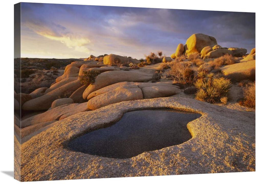 Water that has collected in boulder, Joshua Tree National Park, California-Canvas Art-32x24