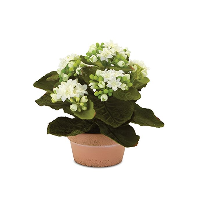 Set of 4 Assorted Kalanchoe Flowers in Terra Cotta Pots for Indoor Décor and Gardening