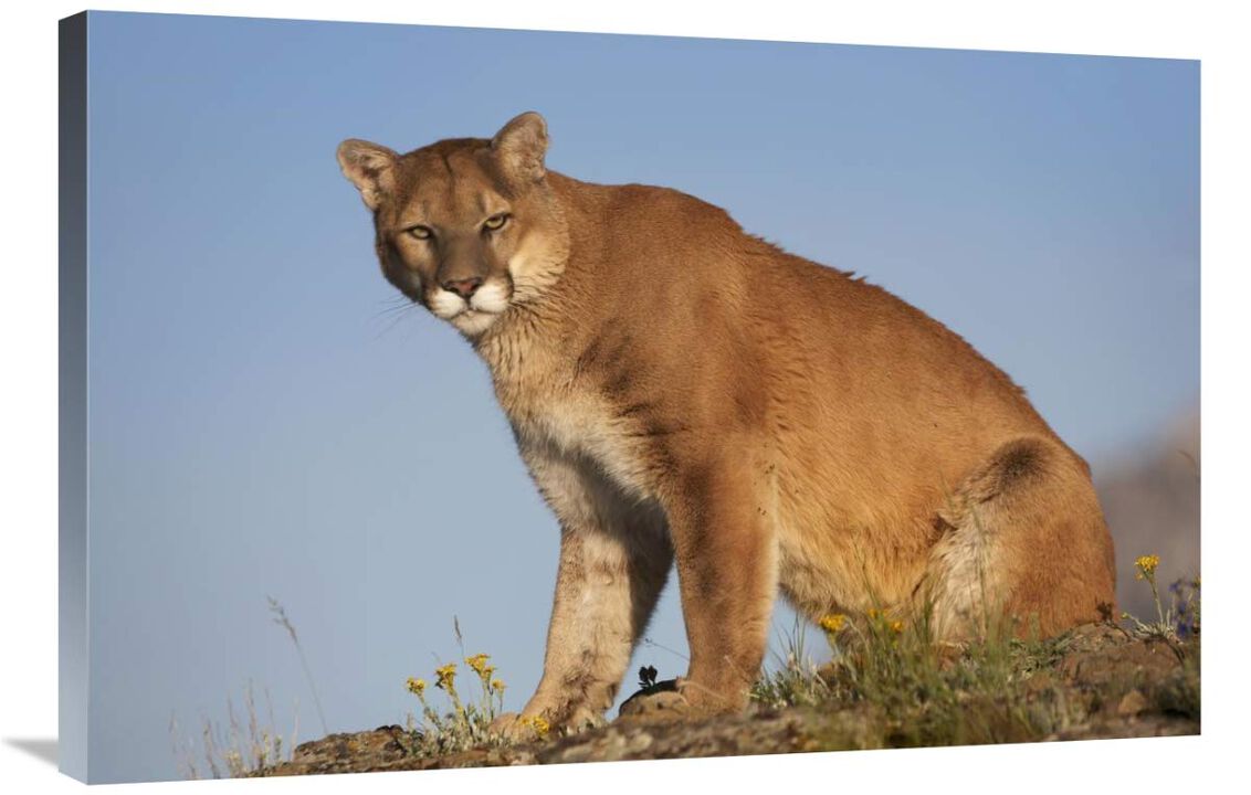 Mountain Lion North America-Canvas Art-36x24
