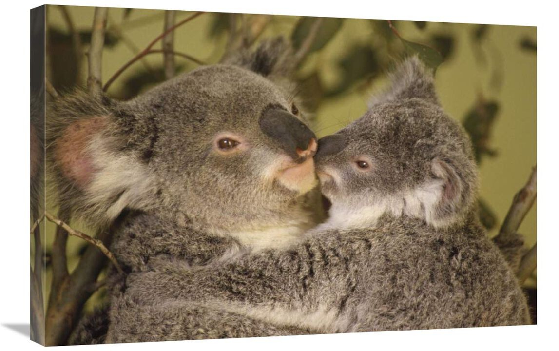 Koala mother with joey, eastern temperate Australia-Canvas Art-30x20