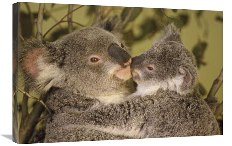 Koala mother with joey, eastern temperate Australia-Canvas Art-30x20