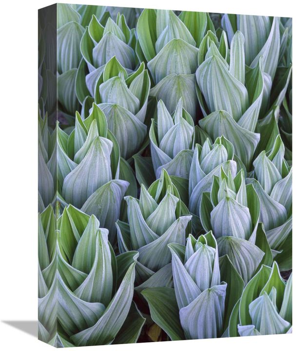 False Hellebore with frost, Gothic, Colorado-Canvas Art-12x16