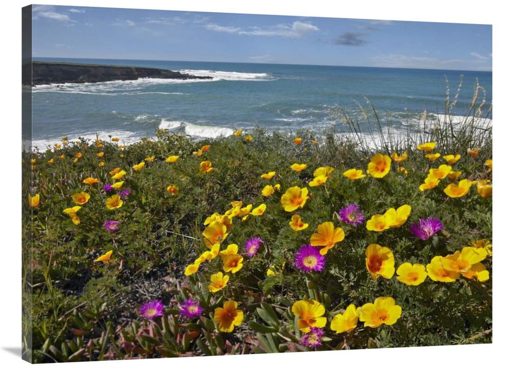 California Poppy and Iceplant, Montano de Oro State Park, California-Canvas Art-40x30