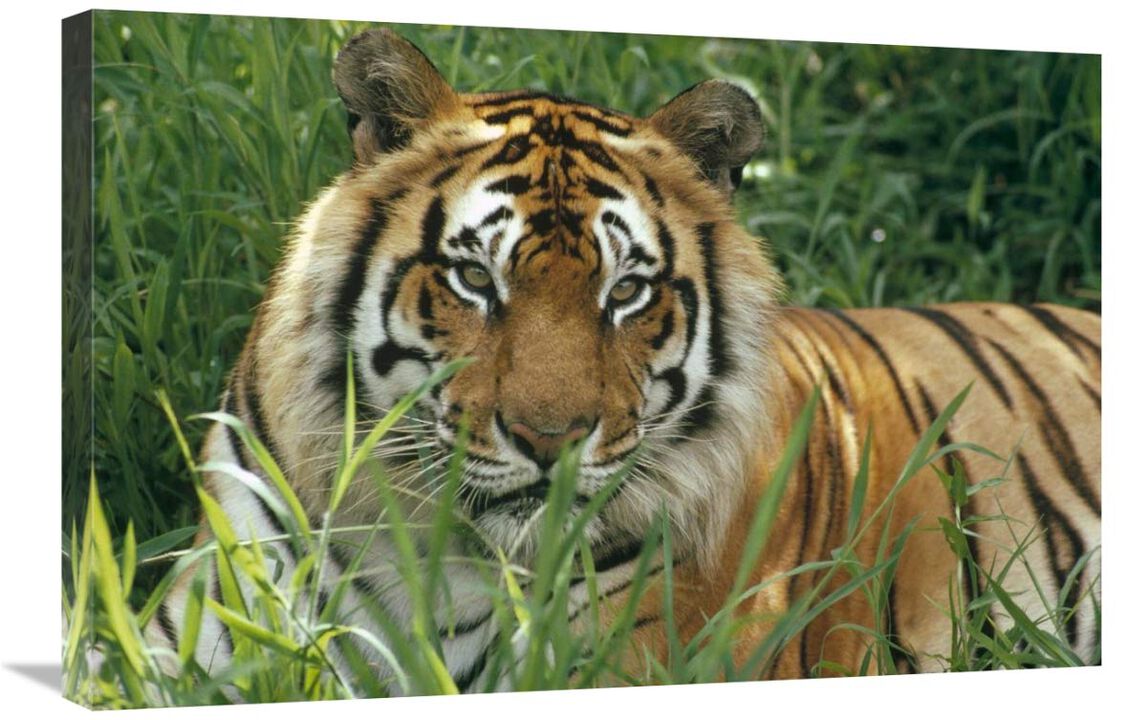 Bengal Tiger portrait at the Hilo Zoo, Hawaii, native to India and southeast Asia-Canvas Art-30x20