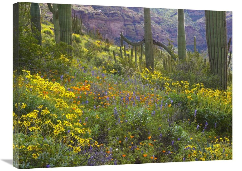 Saguaro amid flowering Lupine, Organ Pipe Cactus National Monument, Arizona-Canvas Art-32x24
