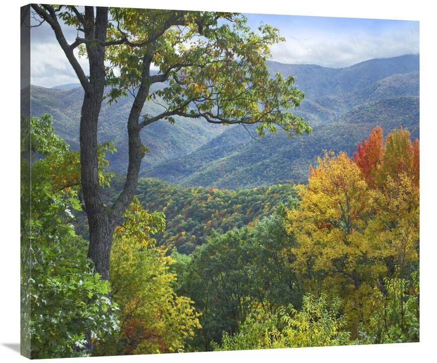 Deciduous forest in autumn, Blue Ridge Parkway, North Carolina-Canvas Art-36x31.68