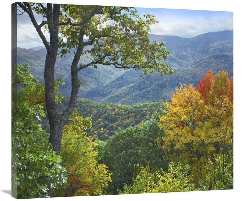Deciduous forest in autumn, Blue Ridge Parkway, North Carolina-Canvas Art-36x31.68