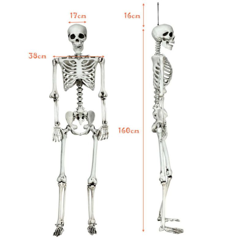 Hivvago 5.4 Feet Halloween Skeleton Life Size Realistic Full Body Hanging