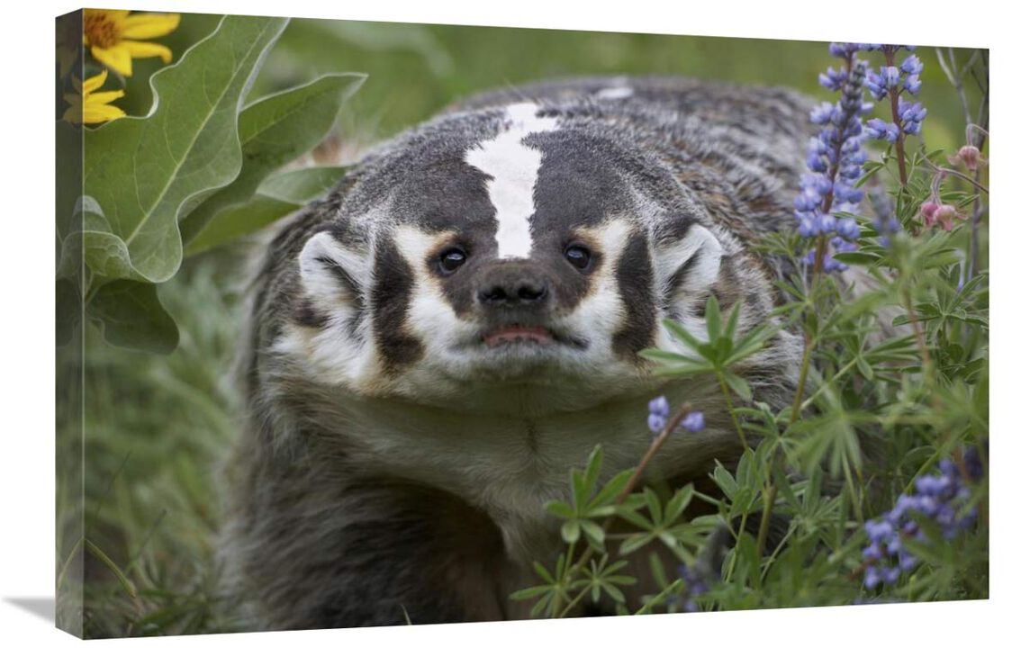 American Badger amid Lupine, North America-Canvas Art-30x20