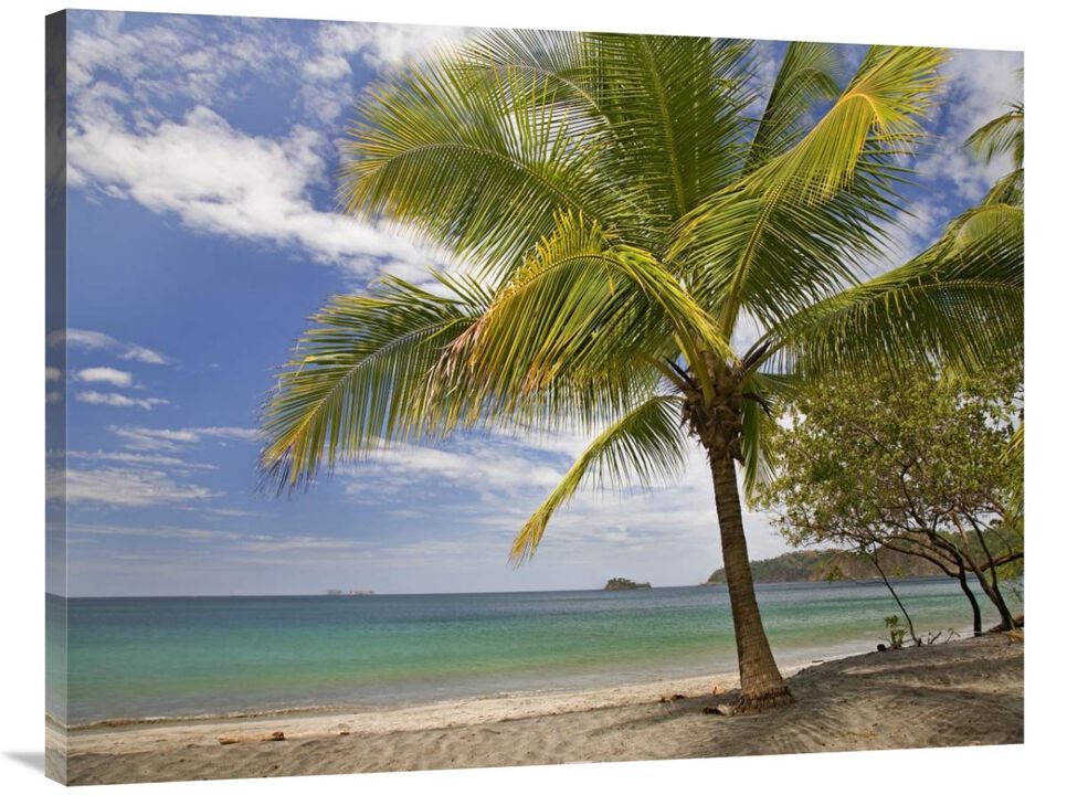 Palm trees line Penca Beach, Costa Rica-Canvas Art-40x30