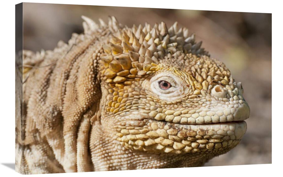Galapagos Land Iguana portrait, Galapagos Islands, Ecuador-Canvas Art-30x20