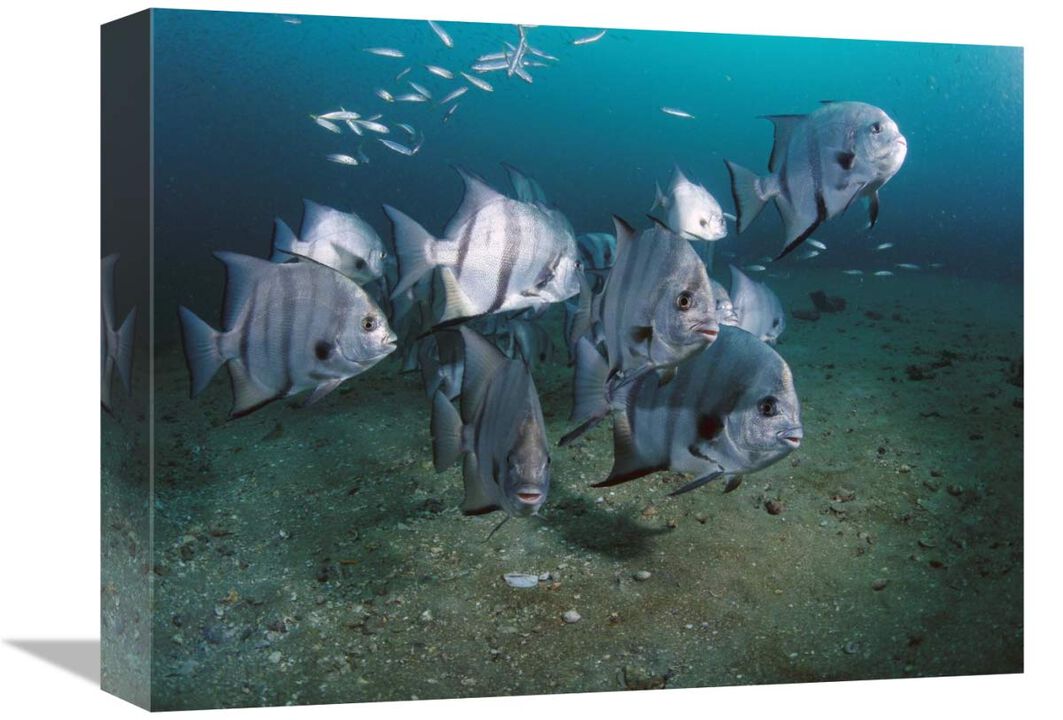 Atlantic Spadefish school, Grays Reef NMS, Georgia-Canvas Art-16x12