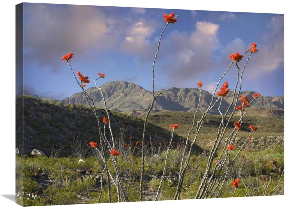 Ocotillo Big Bend Ranch State Park, Chihuahuan Desert, Texas-Canvas Art-32x24