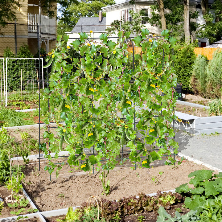 U-Shaped Tall Garden Arched Trellis for Climbing Plants