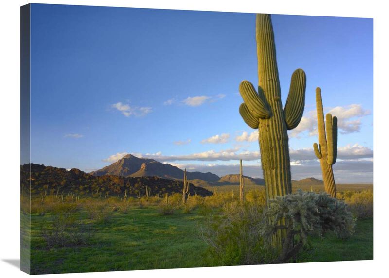 Saguaro and Teddybear Cholla, Picacho Peak State Park, Arizona-Canvas Art-32x24