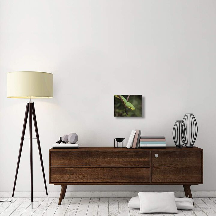 Emerald Tree Boa in tree, Costa Rica-Canvas Art-16x12