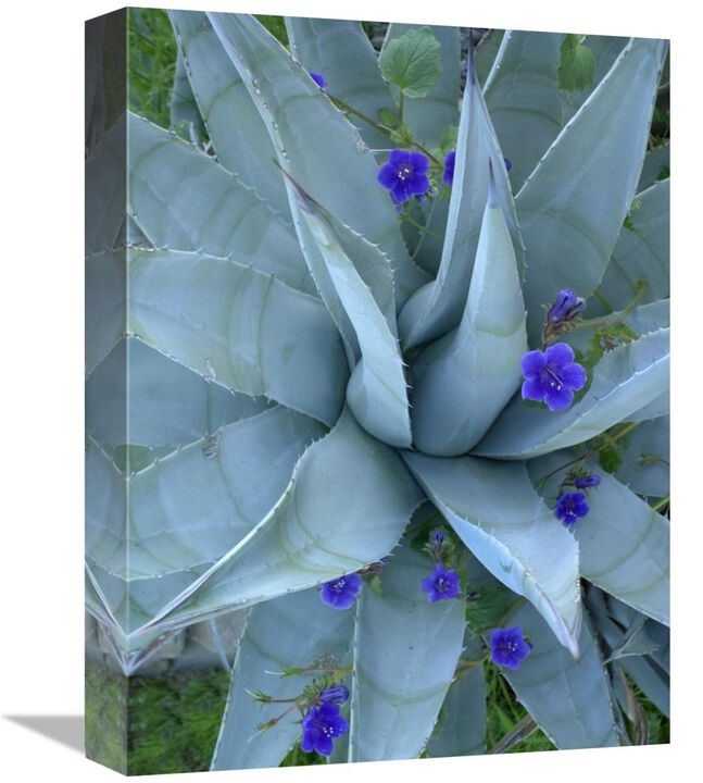 Bluebell and Agave , North America-Canvas Art-12x16