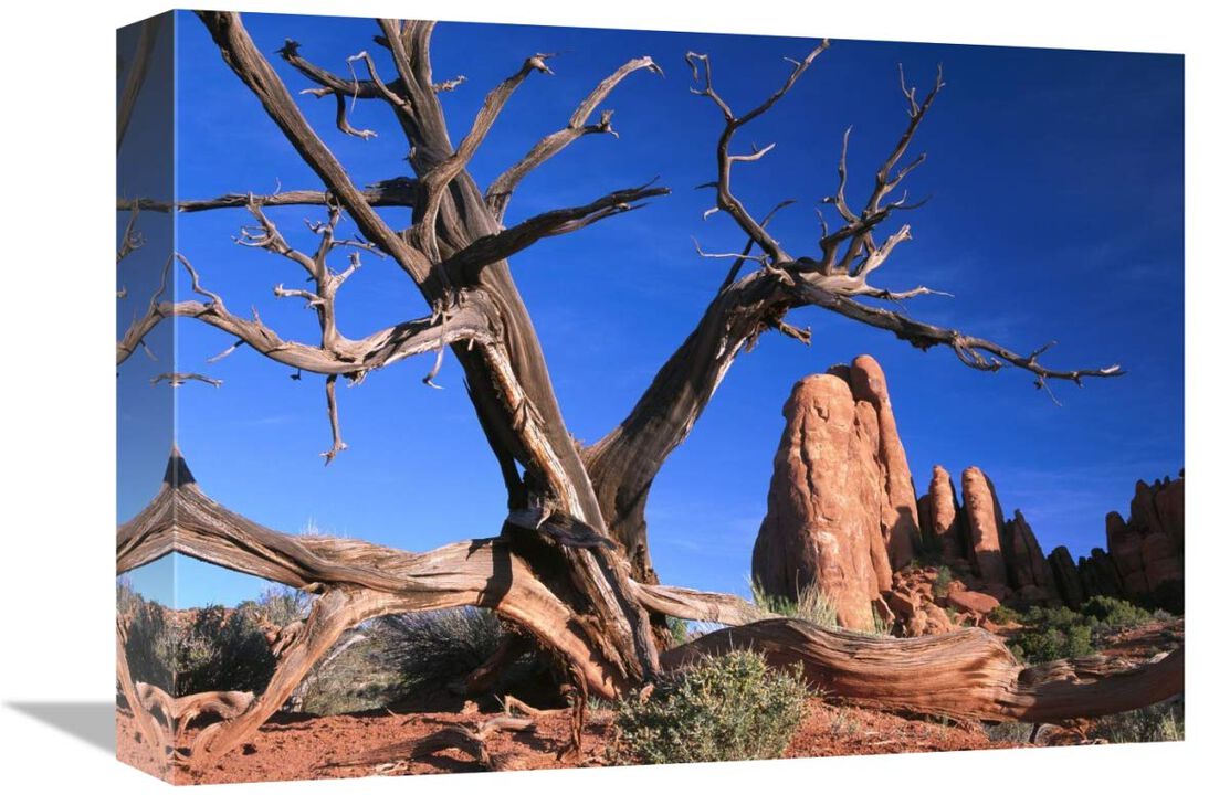 Snag at  Fiery Furnace labyrinth, Arches National Park, Utah-Canvas Art-16x12