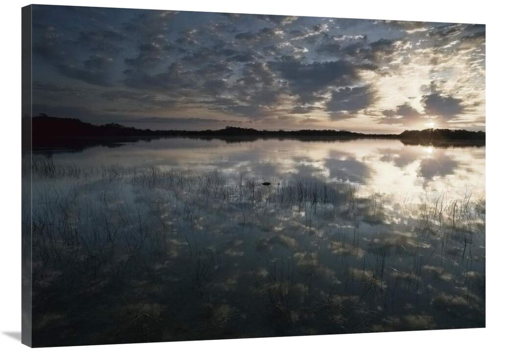 American Alligator in Nine-mile Pond, Everglades National Park, Florida-Canvas Art-40x30