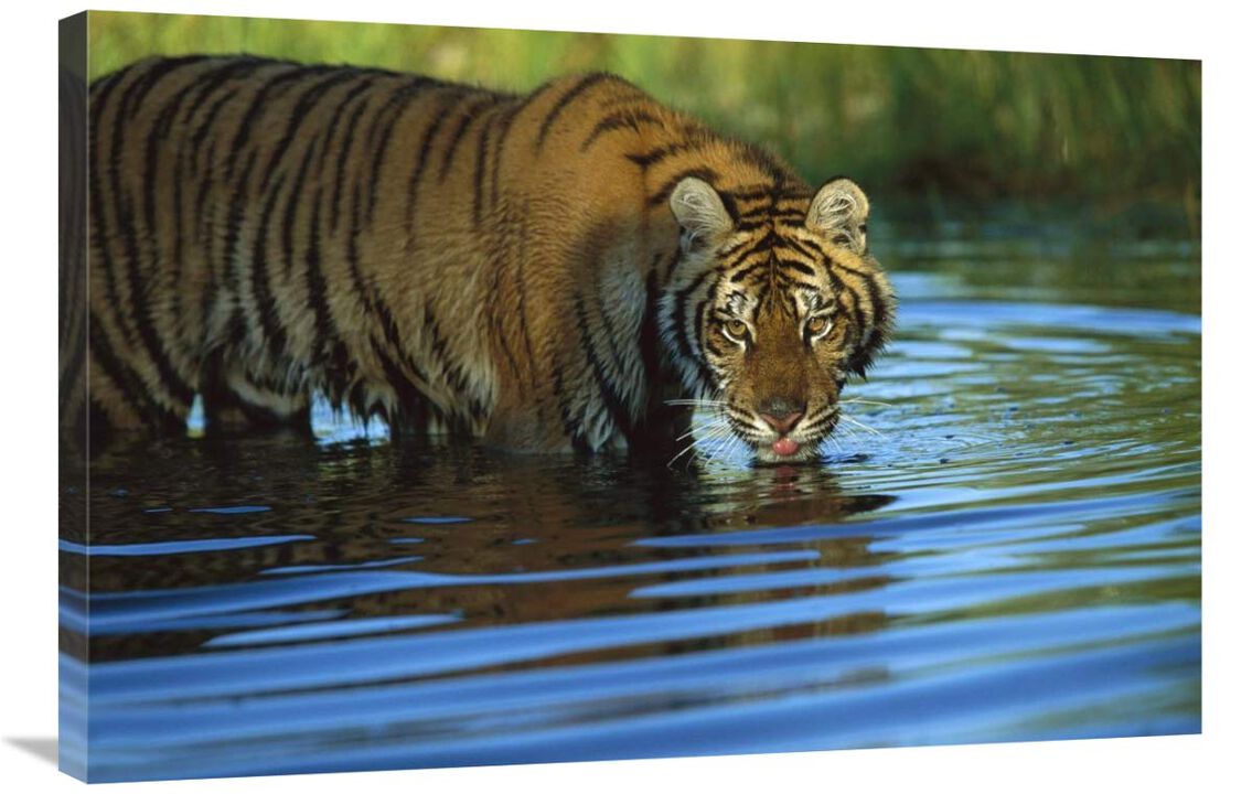 Siberian Tiger drinking in natural habitat-Canvas Art-36x24