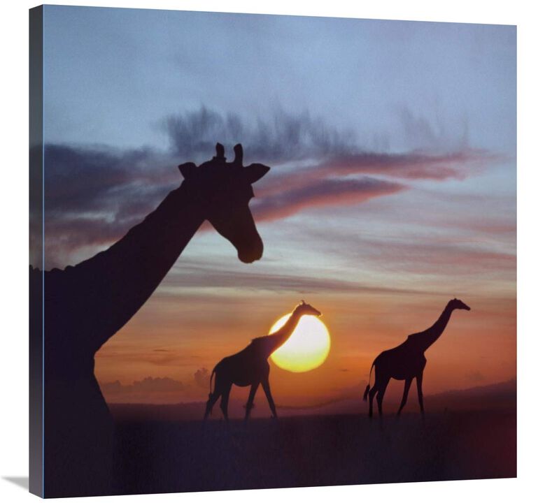 Giraffe trio at sunrise, Masai Mara, Kenya, composite image-Canvas Art-30x30