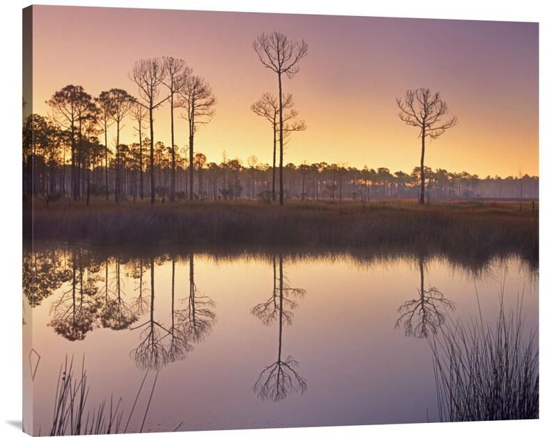 Pineland at Piney Point near Hagens Cove, Florida-Canvas Art-36x29.52