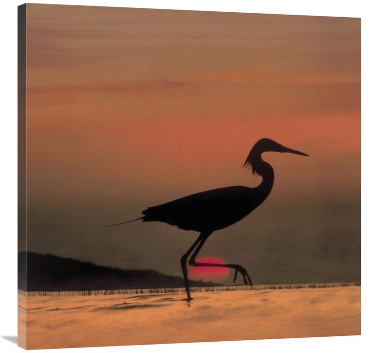 Little Egret silhouetted at sunset, Africa-Canvas Art-36x36