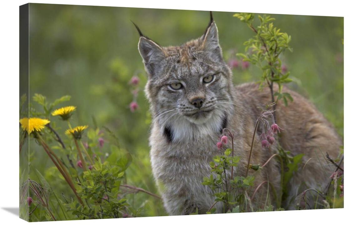 Canada Lynx portrait, North America-Canvas Art-30x20
