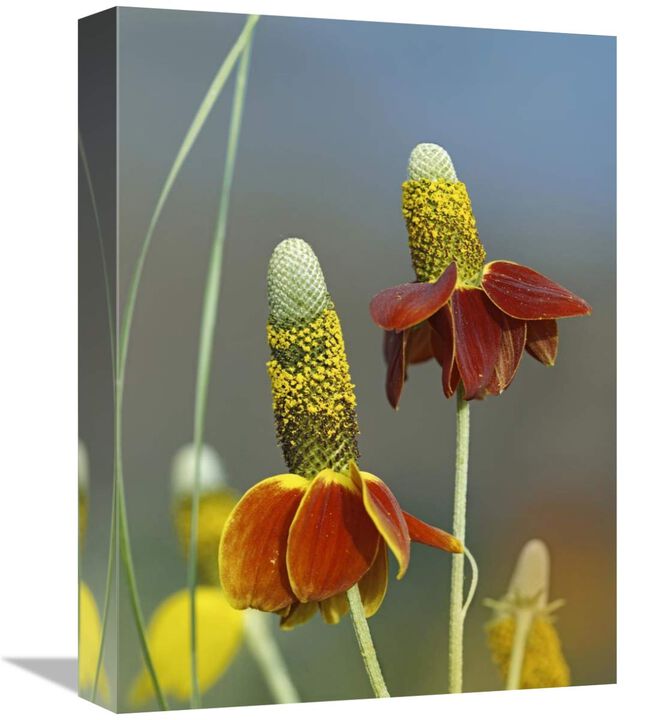 Mexican Hat flowers in bloom, North America-Canvas Art-12x16