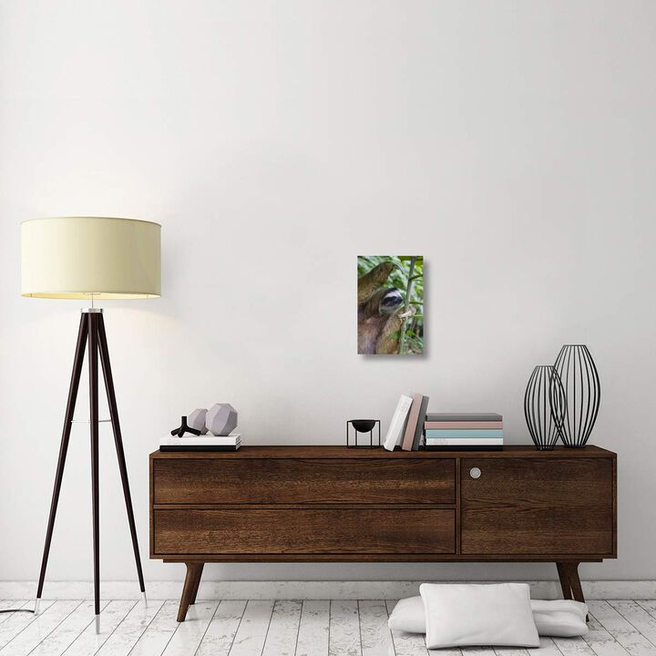 Brown-throated Three-toed Sloth male, Aviarios Sloth Sanctuary, Costa Rica-Canvas Art-12x18
