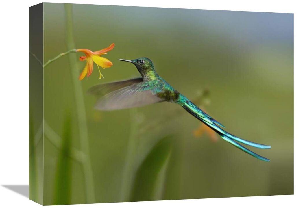 Long-tailed Sylph feeding on flower nectar, Jurong Bird Park, Singapore-Canvas Art-16x12