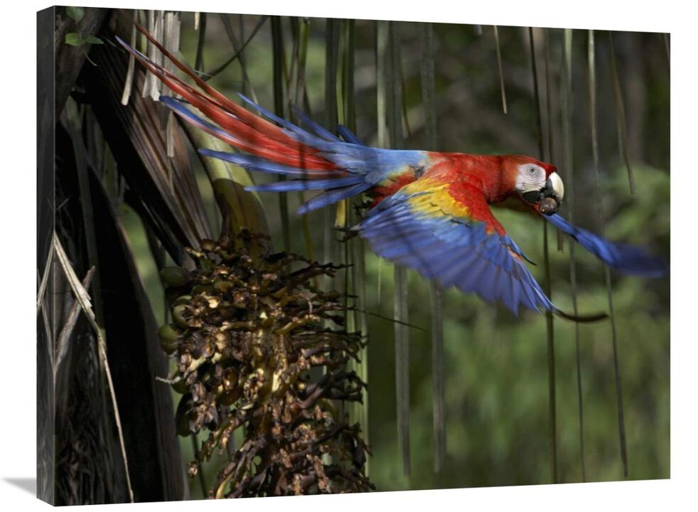 Scarlet Macaw flying with palm nut, Costa Rica-Canvas Art-32x24
