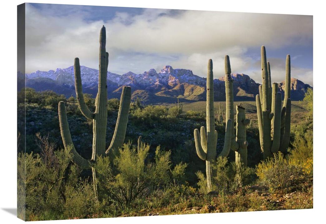 Saguaro cacti and Santa Catalina Mountains, Arizona-Canvas Art-32x24