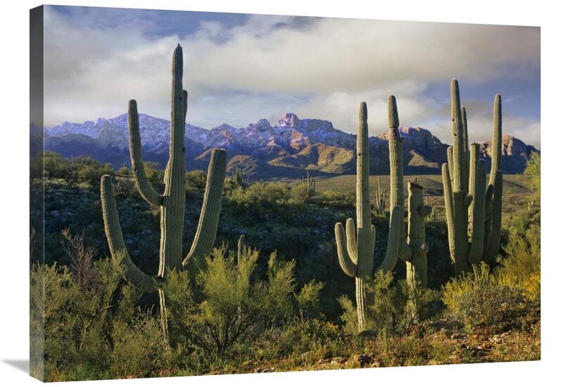 Saguaro cacti and Santa Catalina Mountains, Arizona-Canvas Art-32x24
