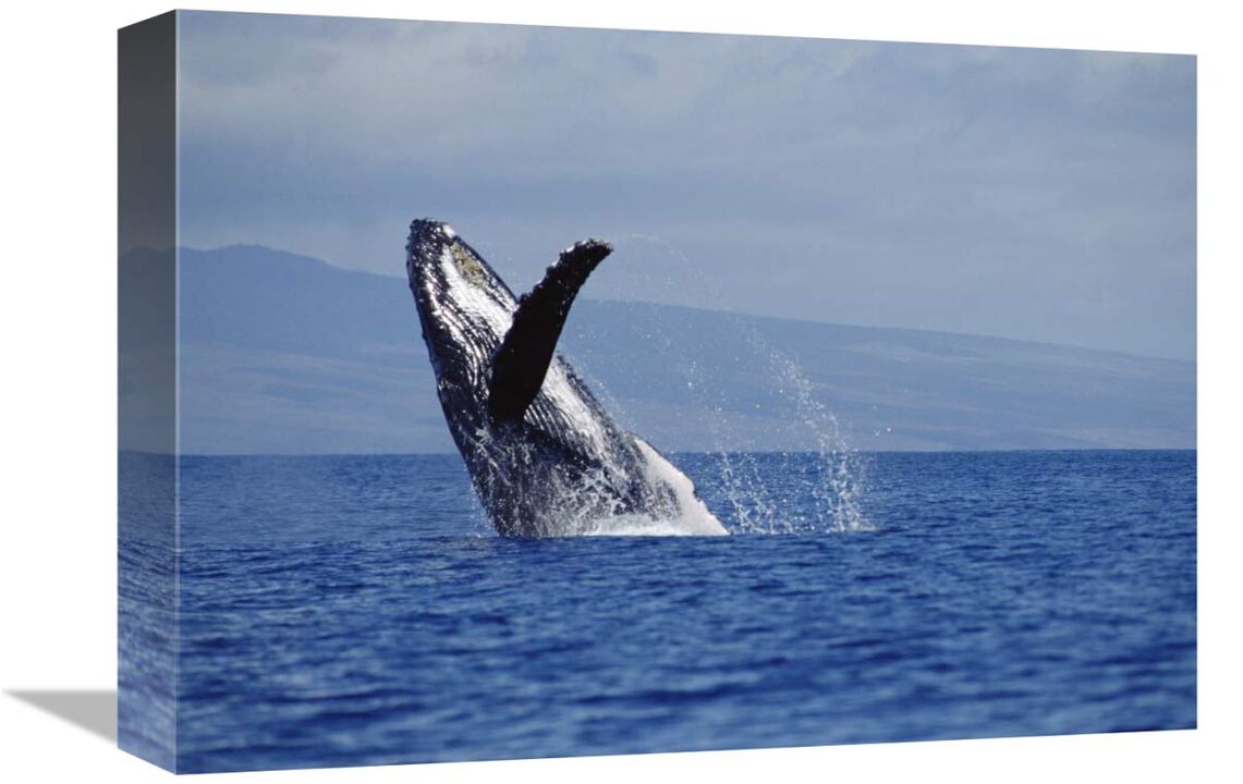 Humpback Whale breaching, Maui, Hawaii-Canvas Art-16x12