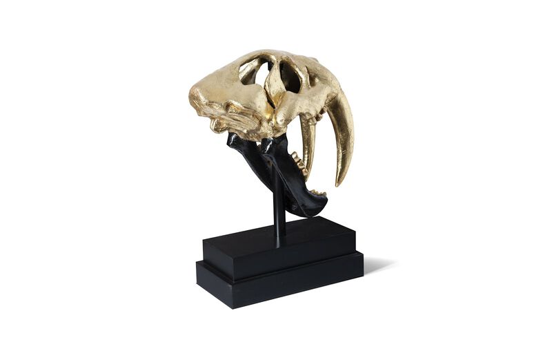 Saber Tooth Tiger Skull