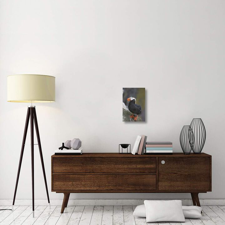 Tufted Puffin, Pribilof Islands, Alaska-Canvas Art-12x18