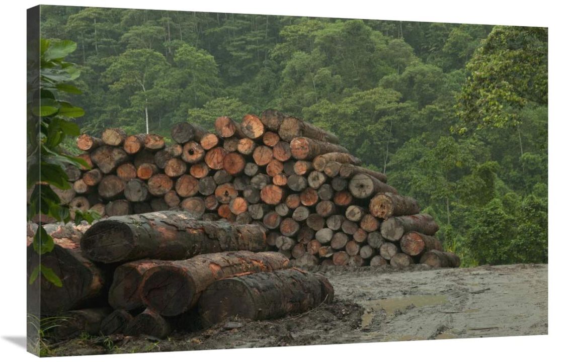 Logging of native rainforest, Ecuador-Canvas Art-36x24