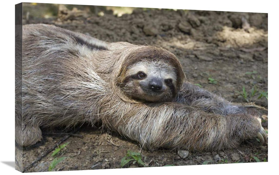 Brown-throated Three-toed Sloth male walking on forest floor, Aviarios Sloth Sanctuary, Costa Rica-Canvas Art-30x20