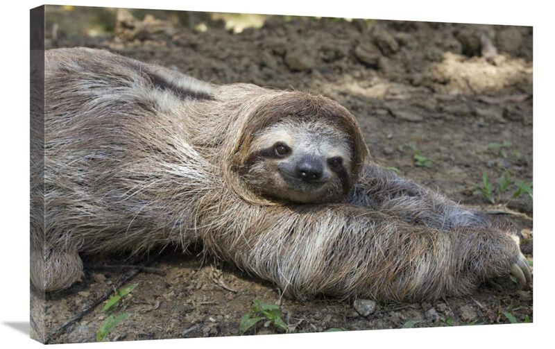Brown-throated Three-toed Sloth male walking on forest floor, Aviarios Sloth Sanctuary, Costa Rica-Canvas Art-30x20